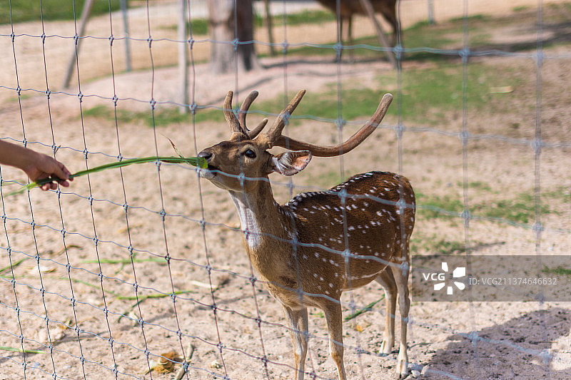 动物园里的鹿：原野上的轴鹿高角度视图图片素材
