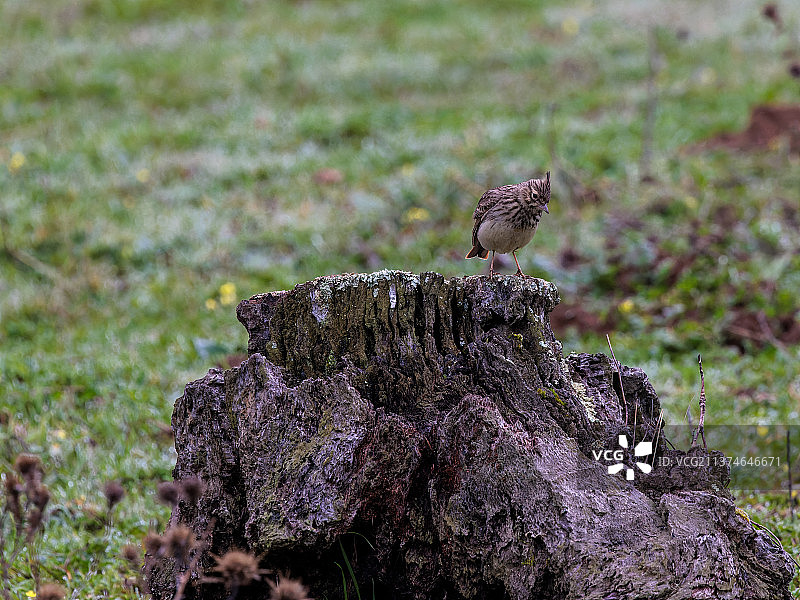 画眉栖息在树干上的特写图片素材