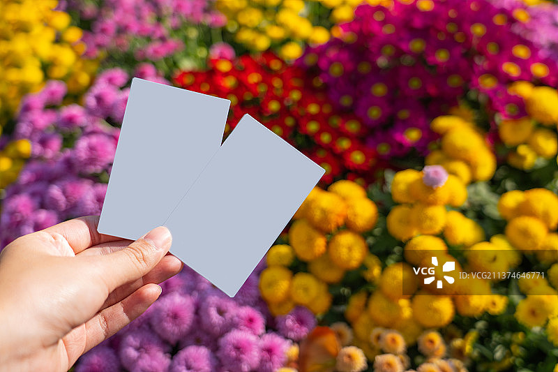 手持两张白色宝丽来照片，彩色鲜花背景图片素材