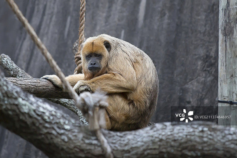 雌性吼猴仰视坐树上图片素材