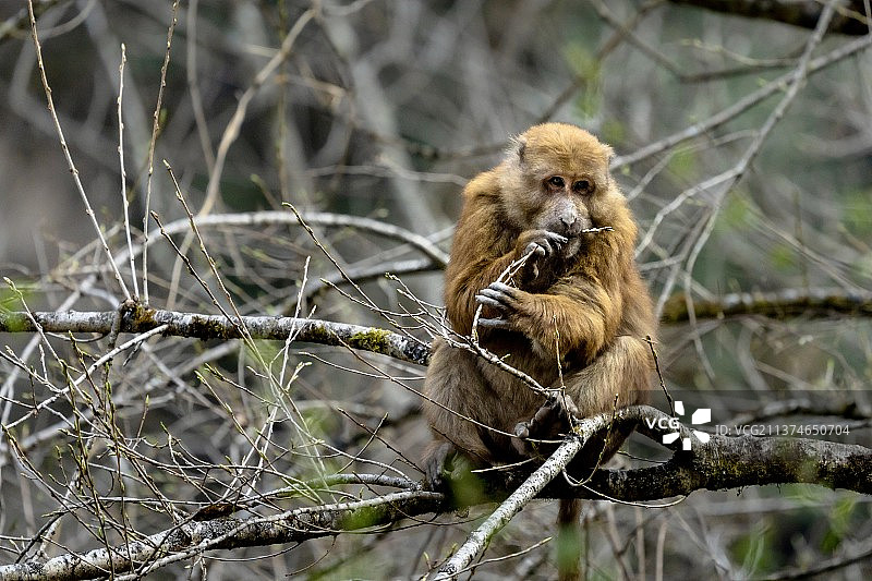 藏熊猴图片素材