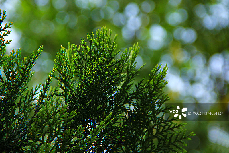 侧柏叶绿色背景图片素材