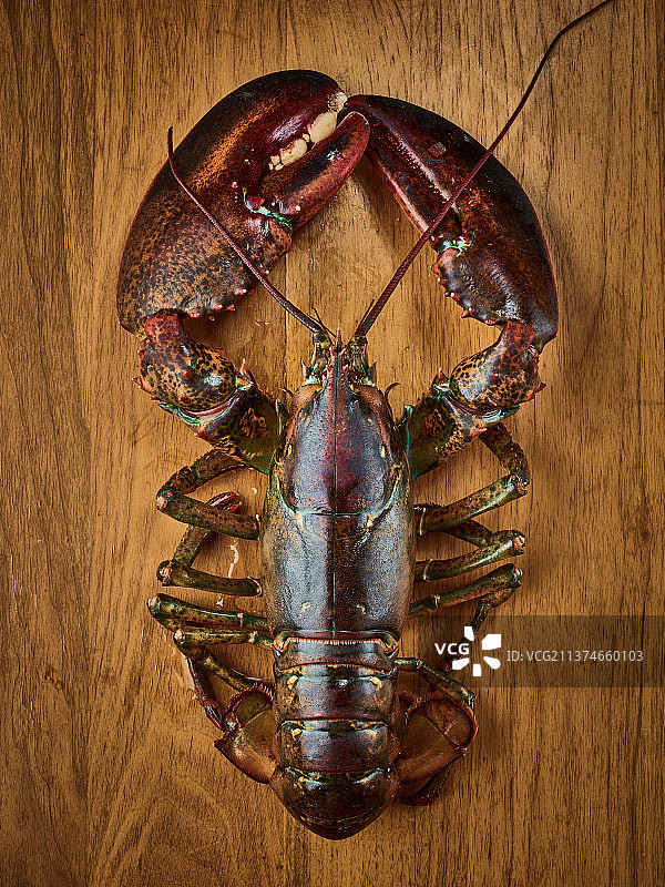 波士顿龙虾图片素材