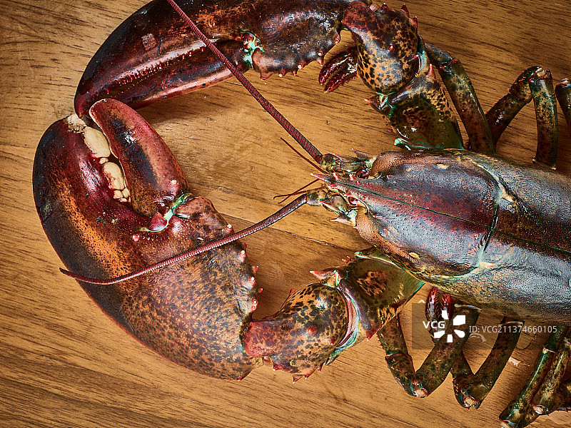 波士顿龙虾图片素材