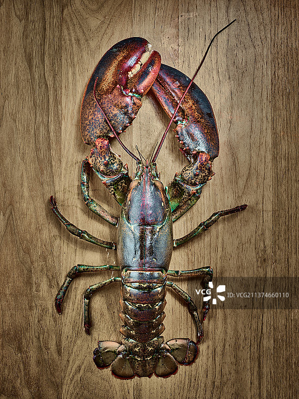 波士顿龙虾图片素材