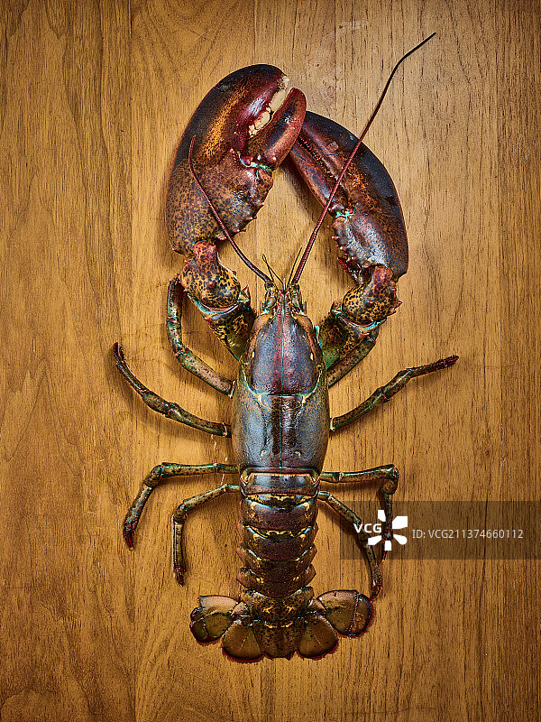 波士顿龙虾图片素材