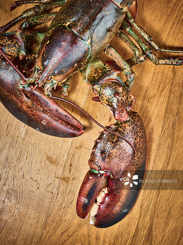 波士顿龙虾图片素材