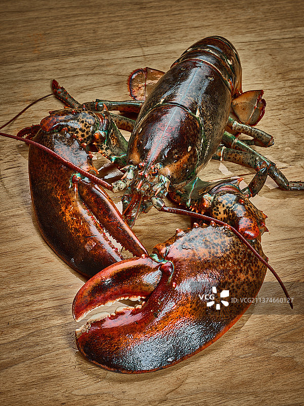 波士顿龙虾图片素材
