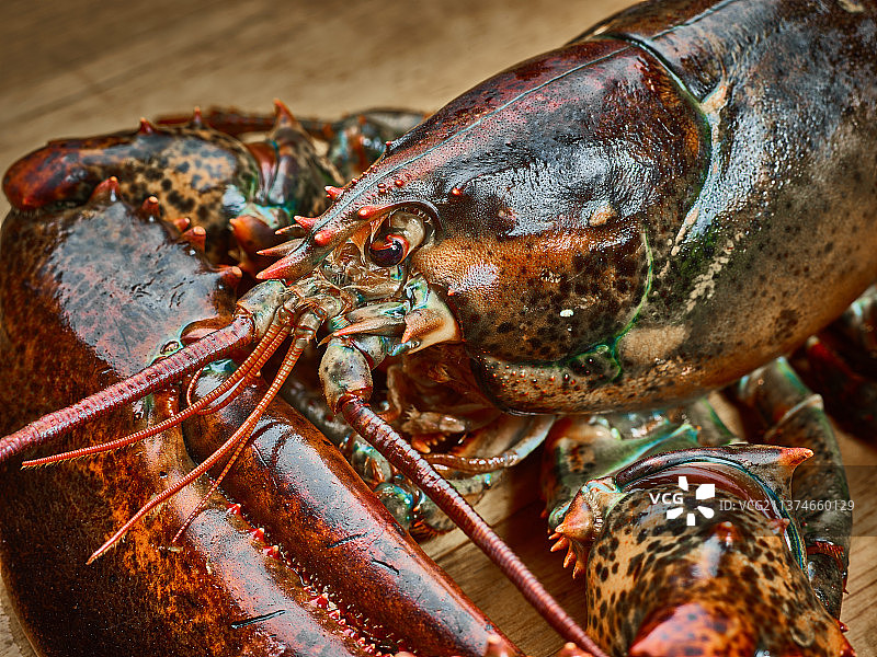 波士顿龙虾图片素材