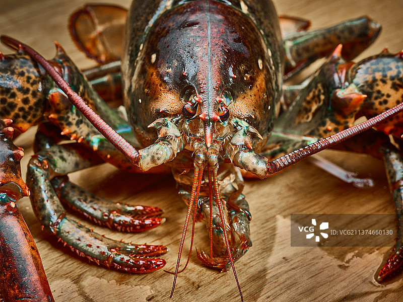 波士顿龙虾图片素材