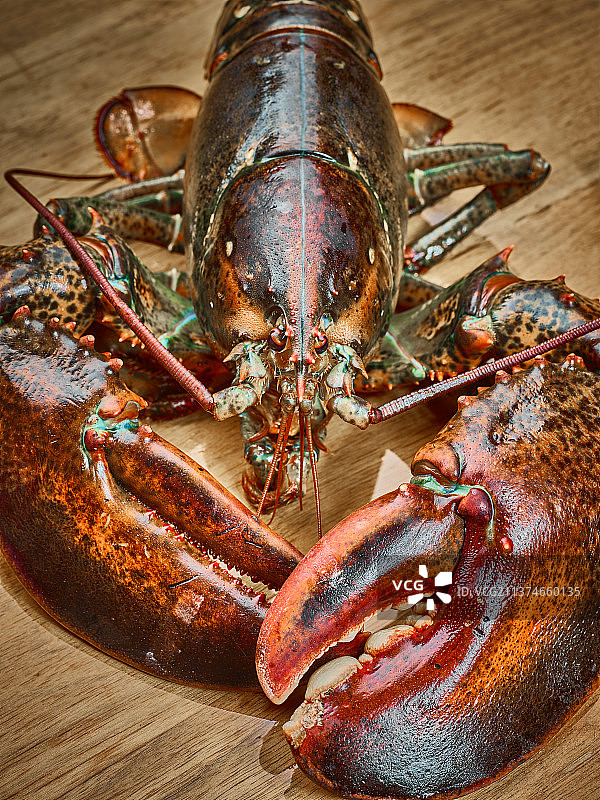 波士顿龙虾图片素材