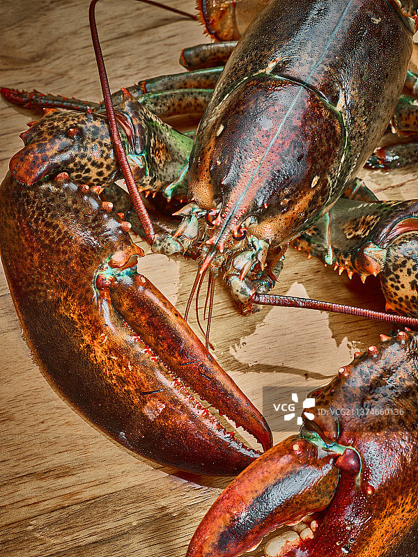 波士顿龙虾图片素材