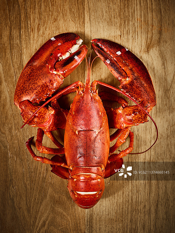 波士顿龙虾图片素材