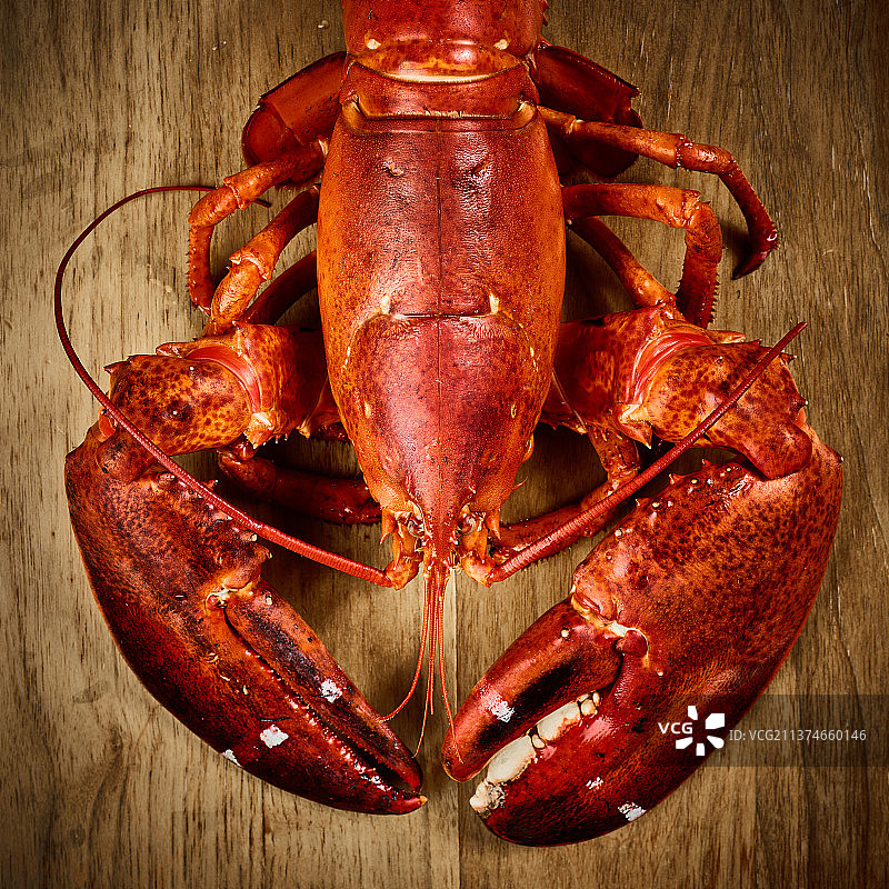 波士顿龙虾图片素材