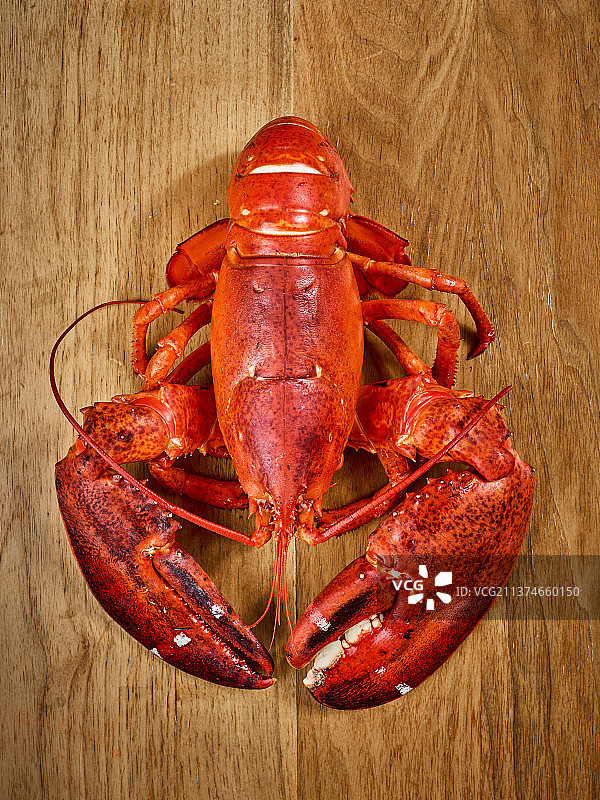 波士顿龙虾图片素材