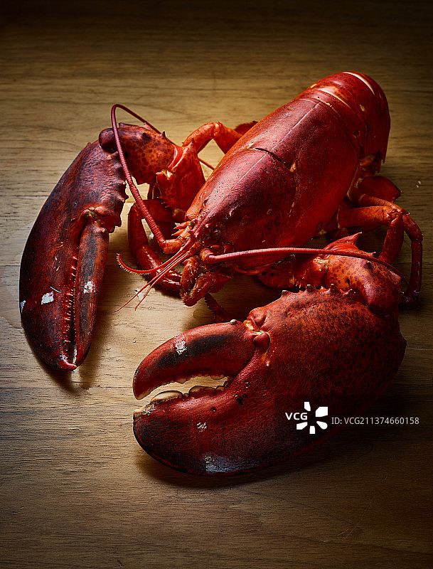 波士顿龙虾图片素材