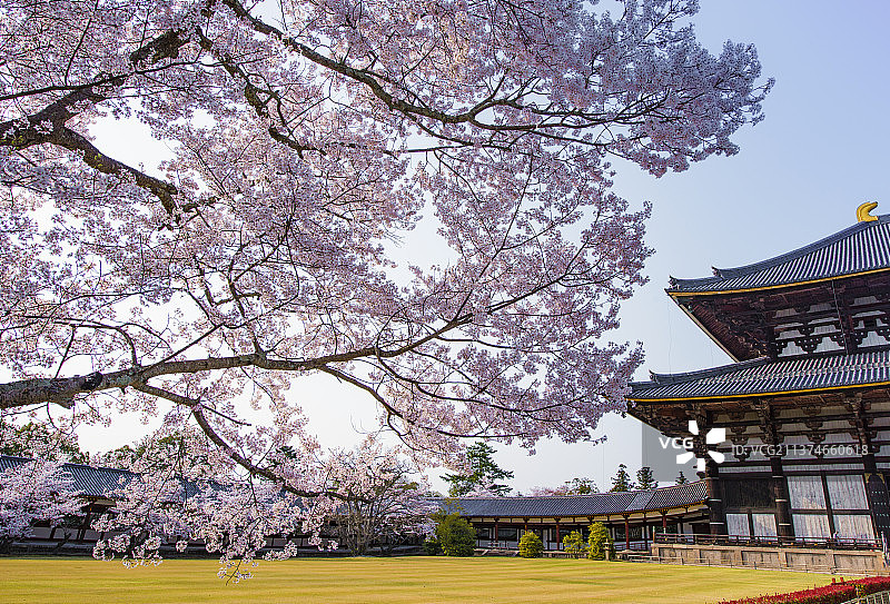 日本奈良东大寺樱花盛开图片素材