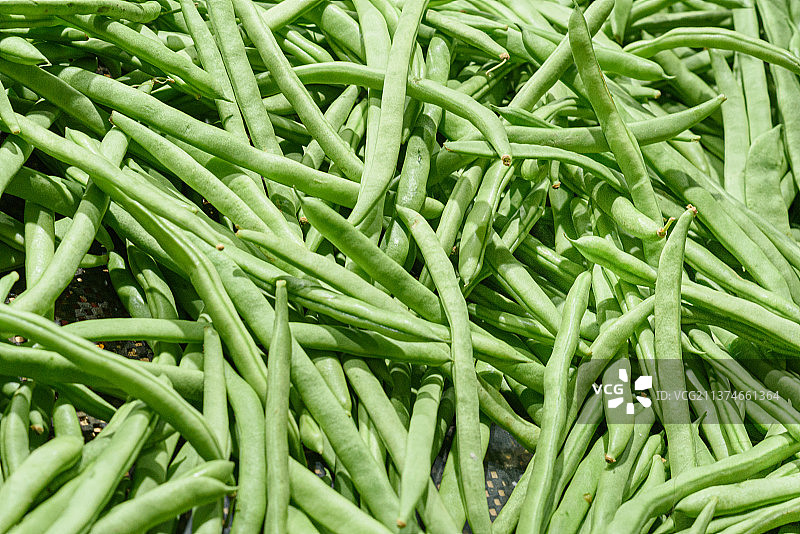 四季豆图片素材