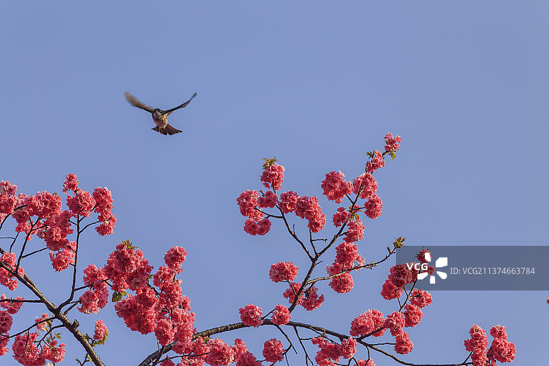 昆明圆通山  樱花开了图片素材