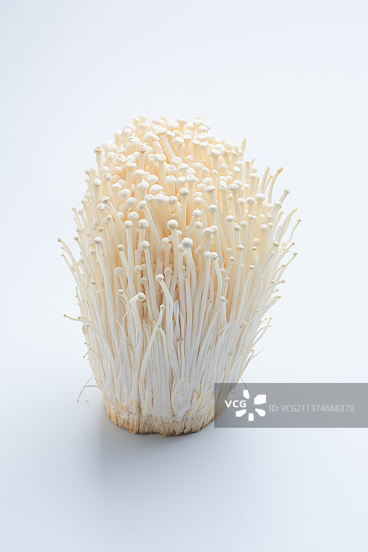白色背景下的金针菇图片素材