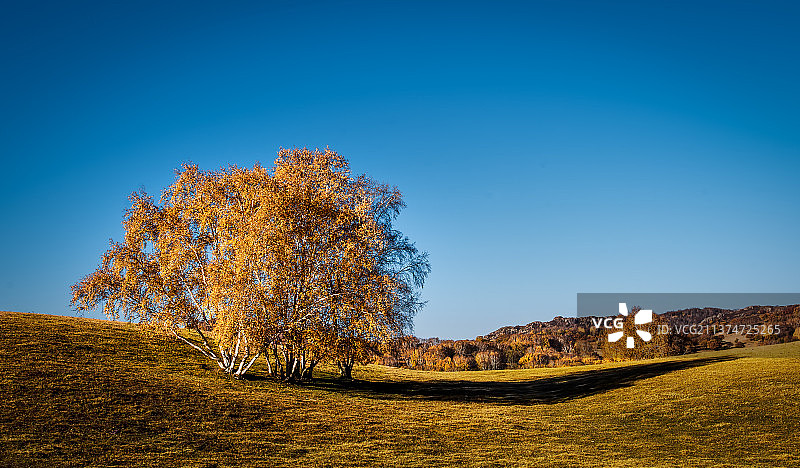 白桦树图片素材
