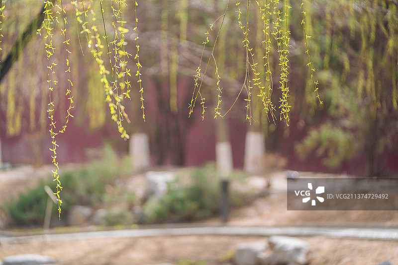 垂柳发芽的春天背景图片素材