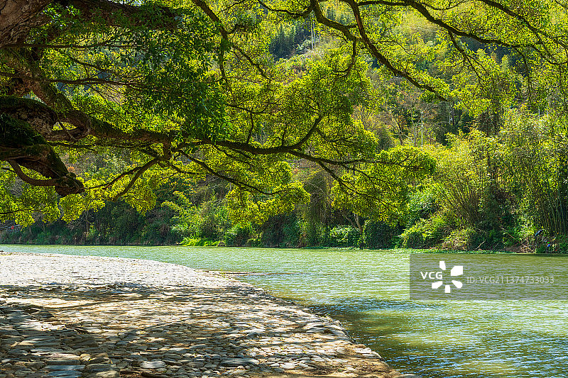 福建省漳州市南靖县云水谣古镇日光下的古树大榕树绿色树荫户外风光图片素材