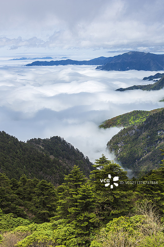 神农顶观海——湖北省   神农架    神农顶   云海图片素材