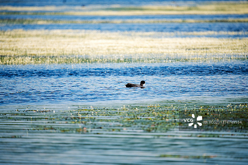 将军泡子里觅食的水鸟图片素材