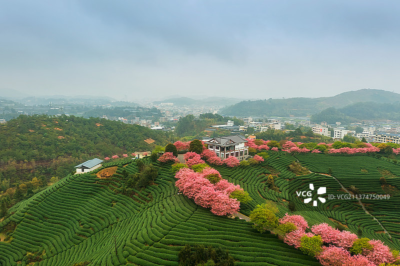 福建省龙岩市漳平市永福镇台品樱花茶园春季户外风光航拍视角图片素材