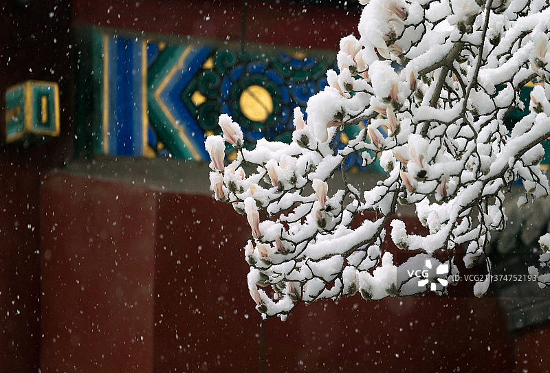 北京大雪中的玉兰花图片素材