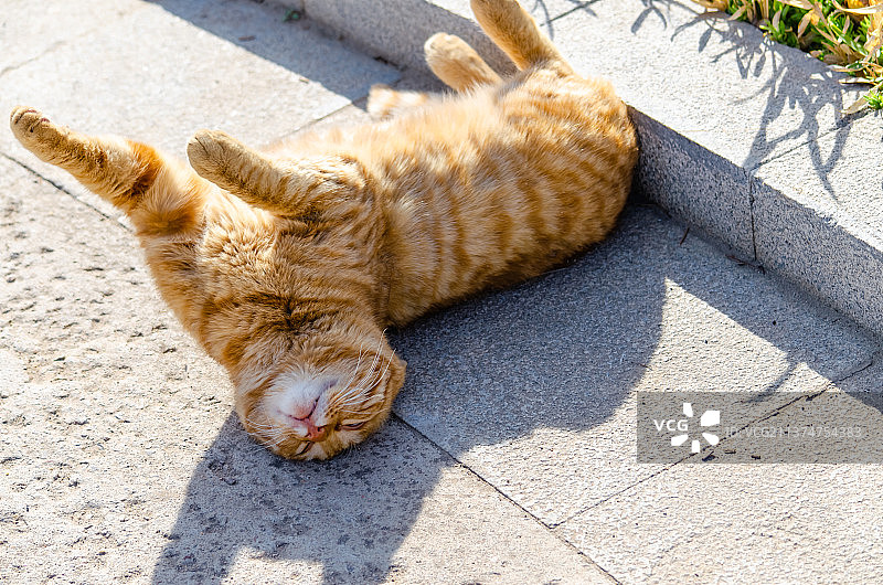 中国野生动物拍摄主题，地面上躺着一只黄色的橘猫，户外白昼无人图像摄影图片素材