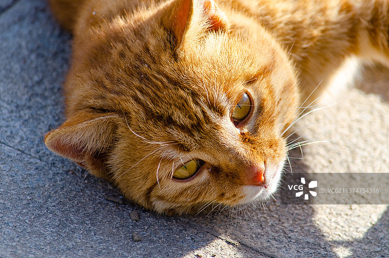 中国野生动物拍摄主题，地面上躺着一只黄色的橘猫，户外白昼无人图像摄影图片素材
