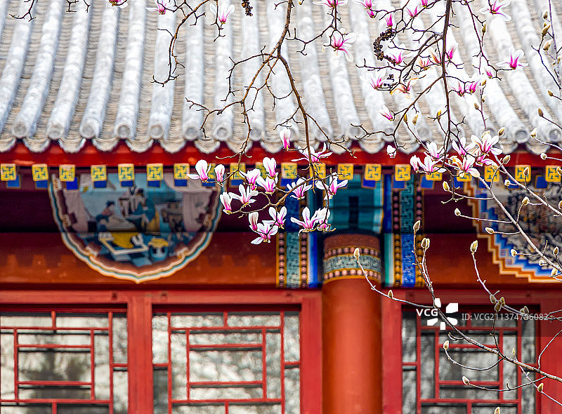 北京大学静园二院（人文社会科学研究院）的粉色玉兰花图片素材