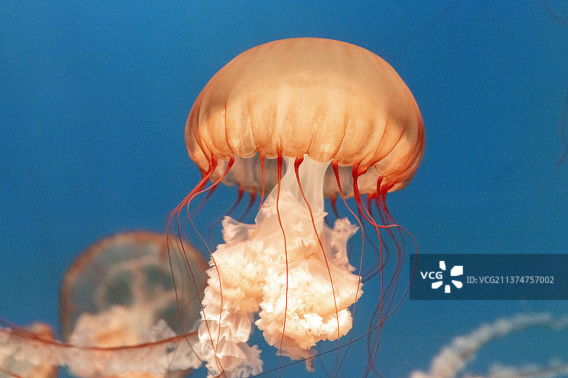 海洋 生物 生命 起源 水母 细胞 海底世界图片素材