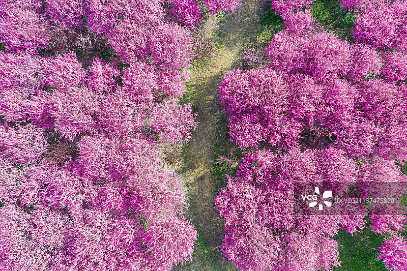 粉红色的桃花林中的小路图片素材
