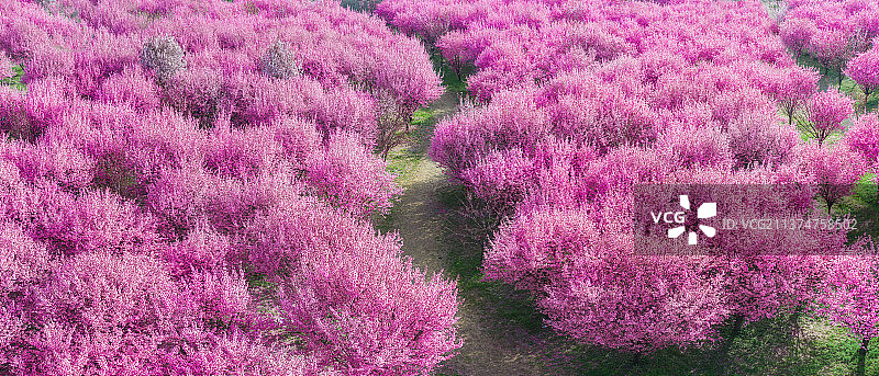 粉红色的桃花林中的小路图片素材