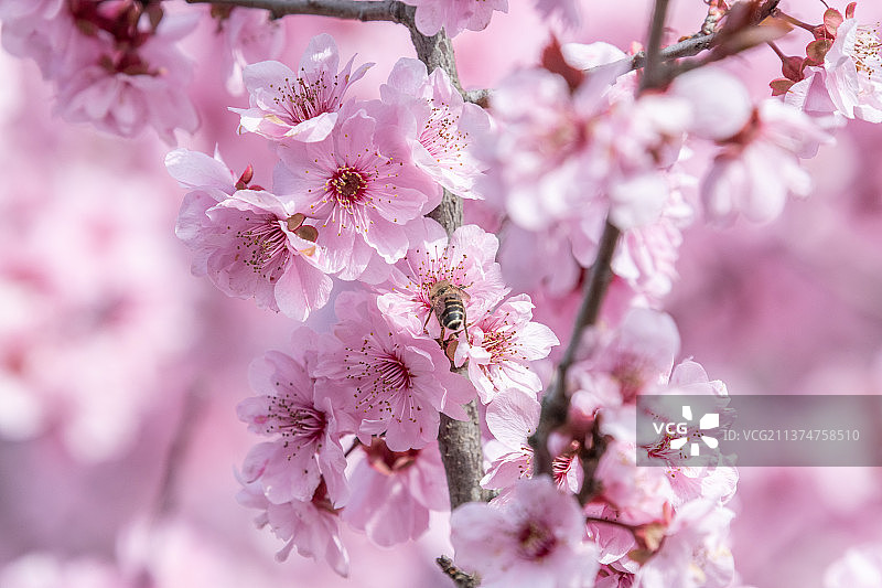 粉红色的桃花林中的小路图片素材