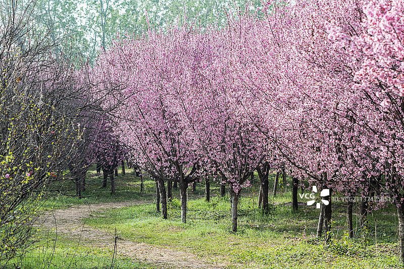 粉红色的桃花林中的小路图片素材