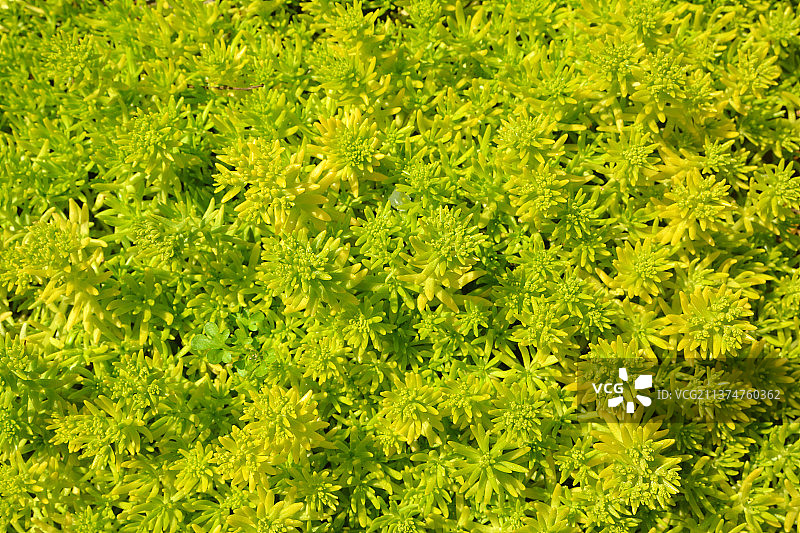 佛甲草图片素材