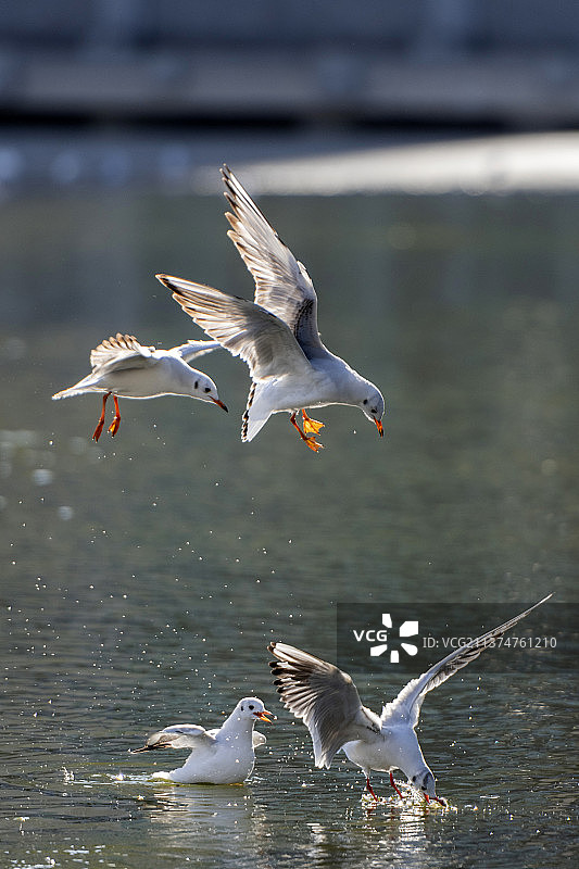红嘴海鸥飞翔追逐觅食抓拍特写图片素材