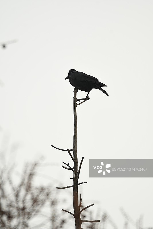 一只乌鸦图片素材