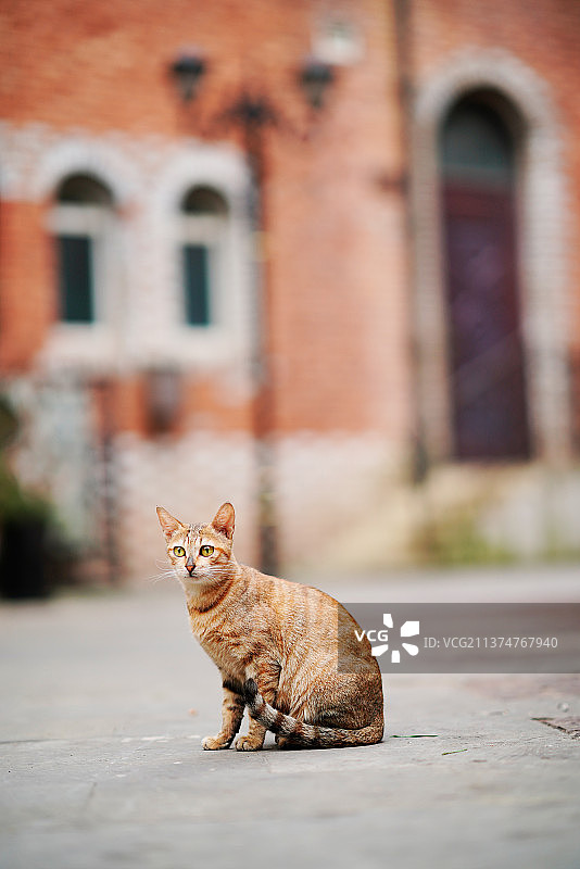 上海市松江区泰晤士小镇游览图片素材
