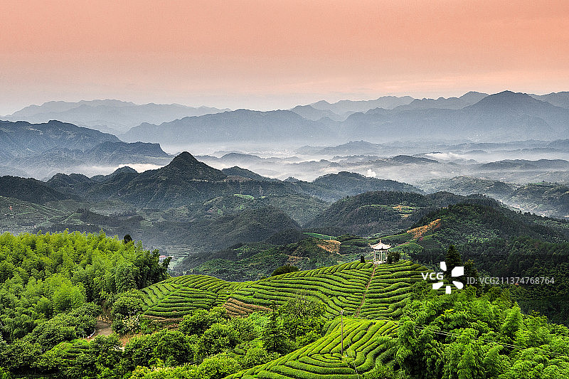 高山的茶园图片素材