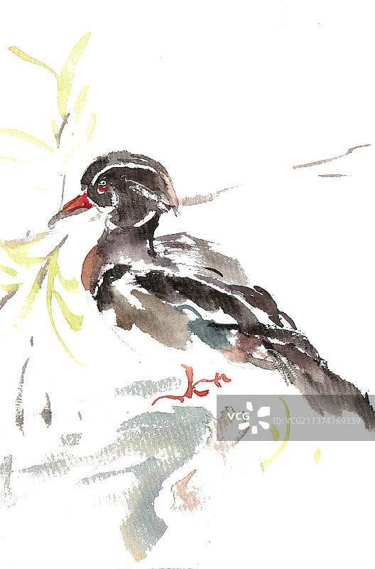 站立的鸳鸯图片素材