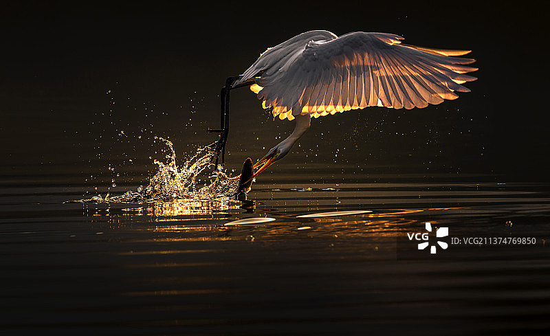 大白鹭鱼获特写镜头图片素材