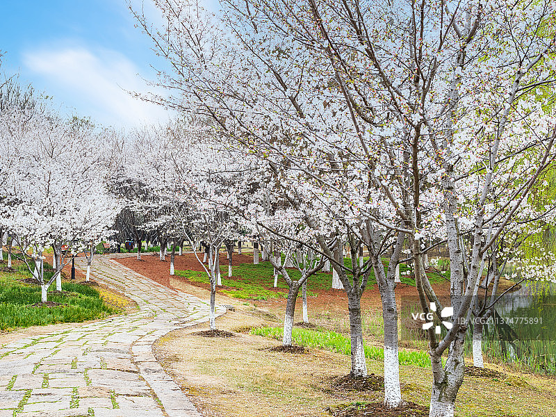 城市郊野公园春天樱花风景图片素材