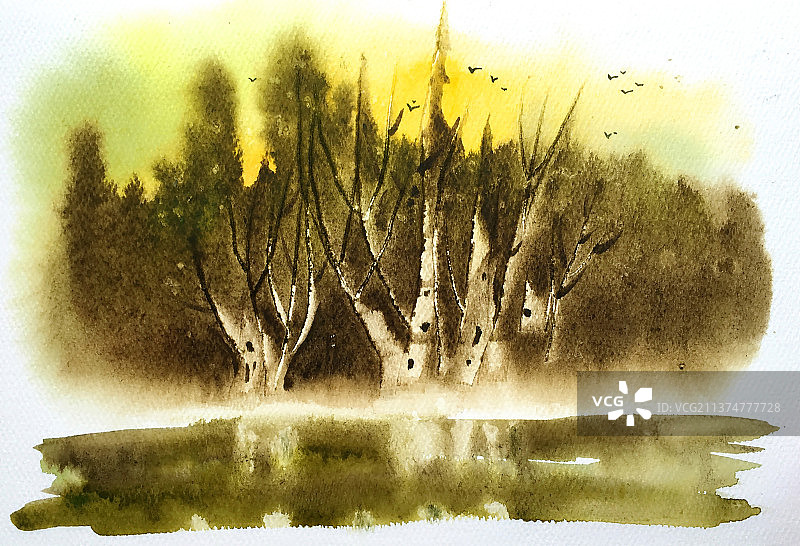 白桦林图片素材