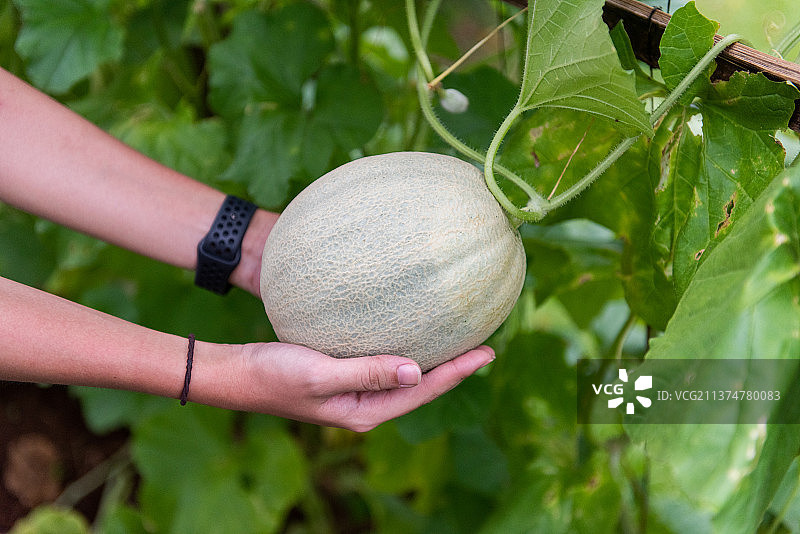 等待采摘的葡萄藤上的有机甜瓜图片素材
