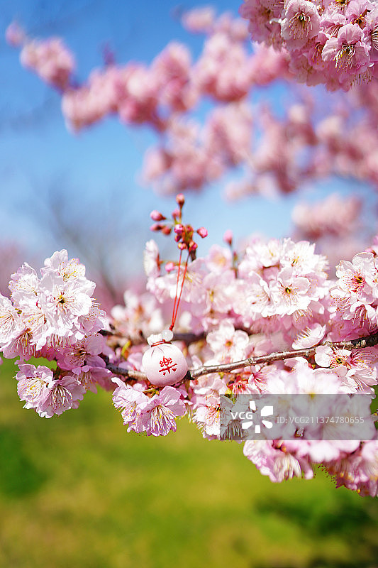 早樱花图片素材